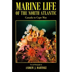 Marine Life Of North Atlantic